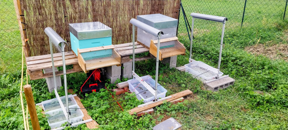 harpe électrique anti frelon asiatique